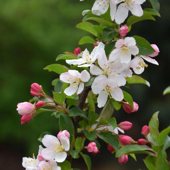 Malus 'sparkling Sprite' - View 13 from www redcrocus com