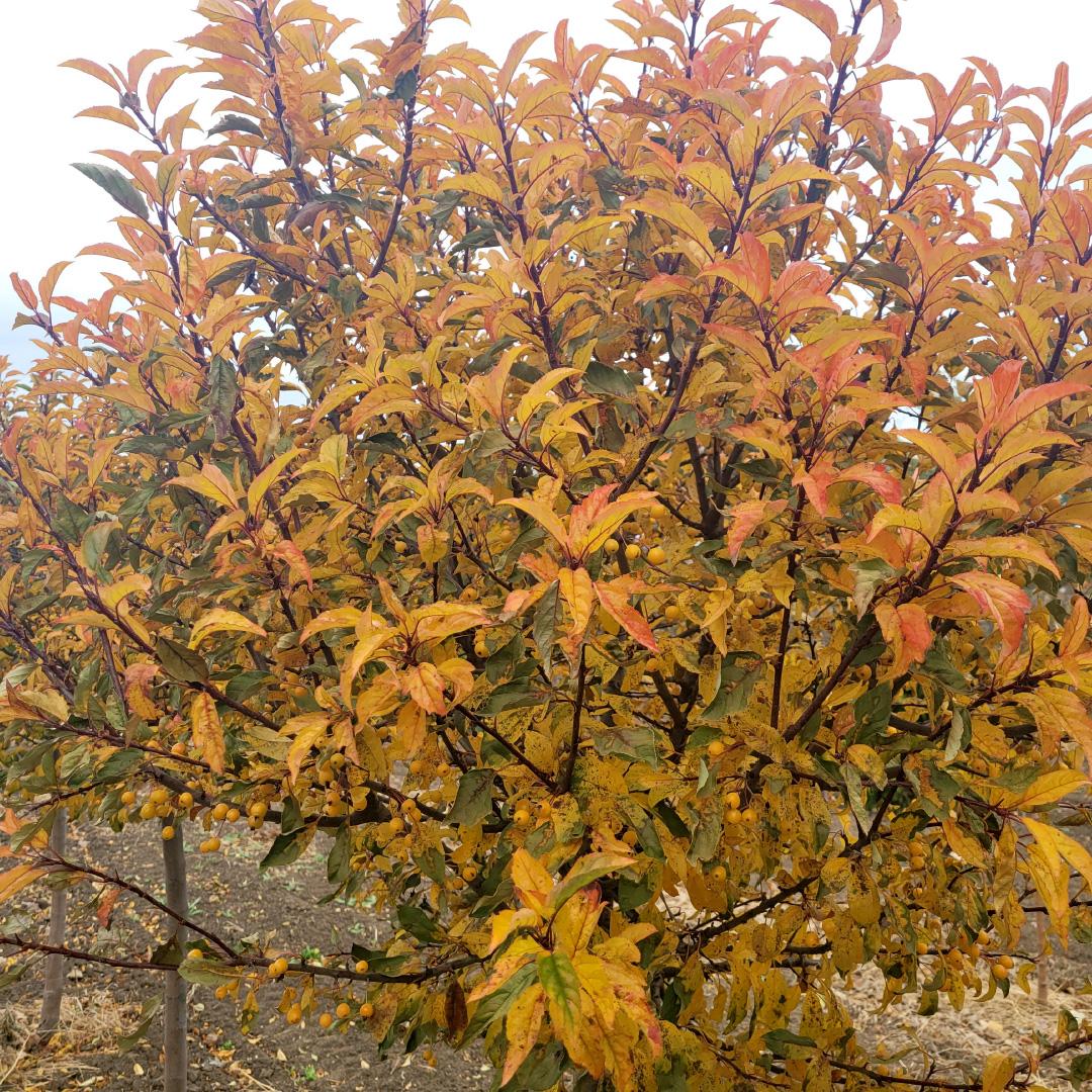 Malus 'sparkling Sprite' - View 21 from www redcrocus com