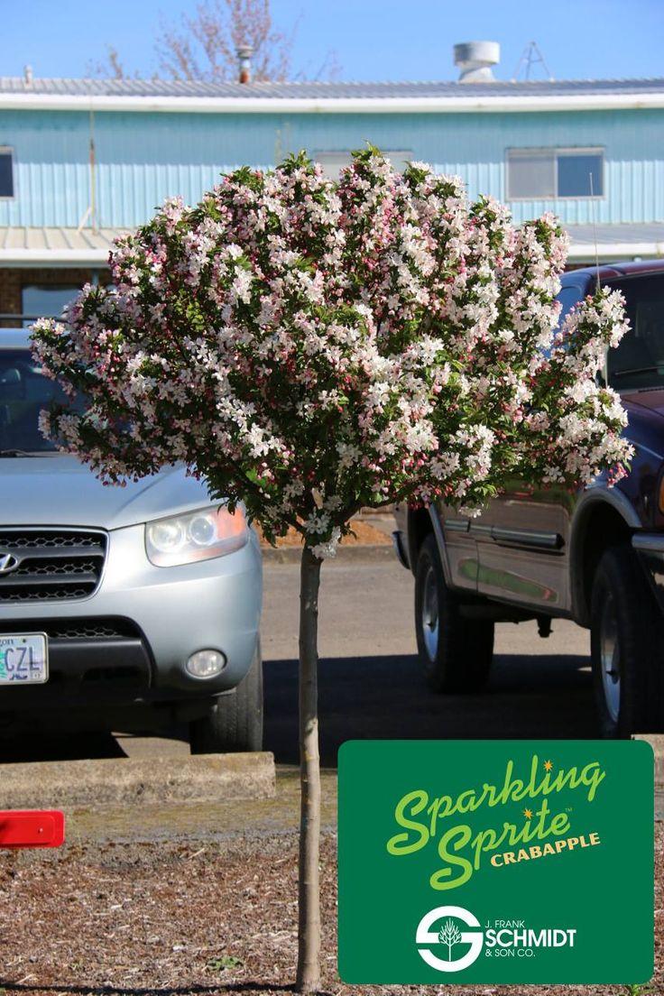 Malus 'sparkling Sprite' - View 23 from www redcrocus com