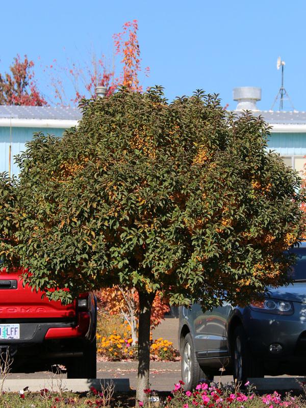 Malus 'sparkling Sprite' - View 24 from www redcrocus com