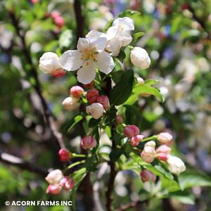 Malus 'sparkling Sprite' - View 27 from www redcrocus com