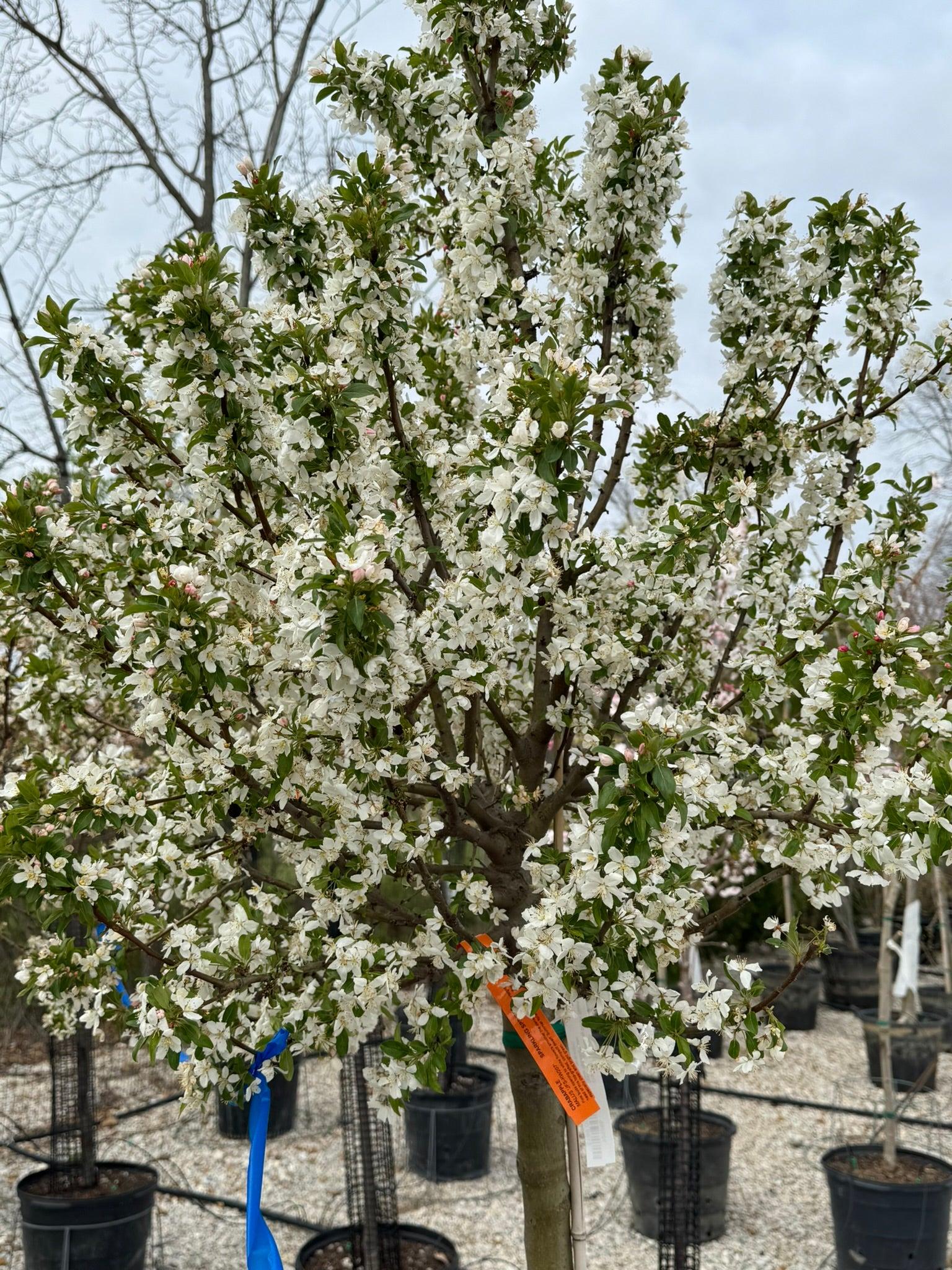 Malus 'sparkling Sprite' - View 28 from www redcrocus com