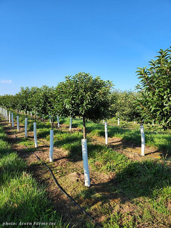 Malus 'sparkling Sprite' - View 30 from www redcrocus com