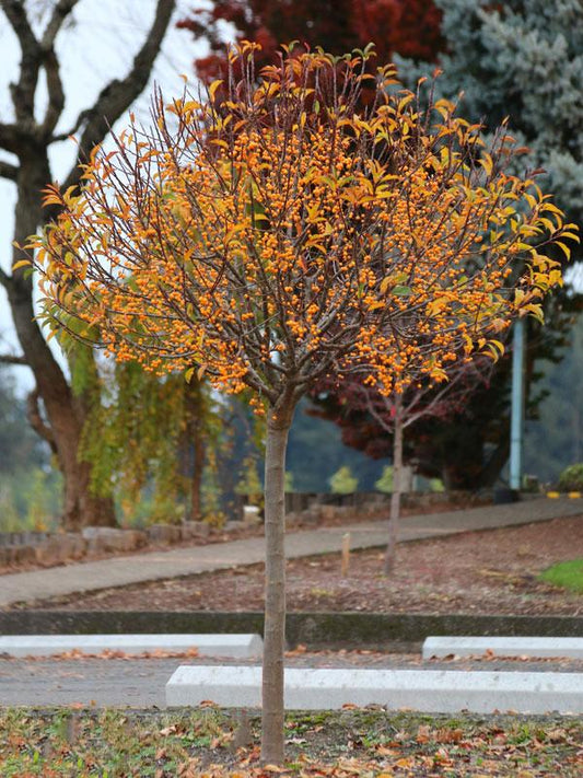Malus 'sparkling Sprite' - View 3 from www redcrocus com