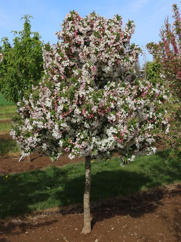 Malus 'sparkling Sprite' - View 5 from www redcrocus com
