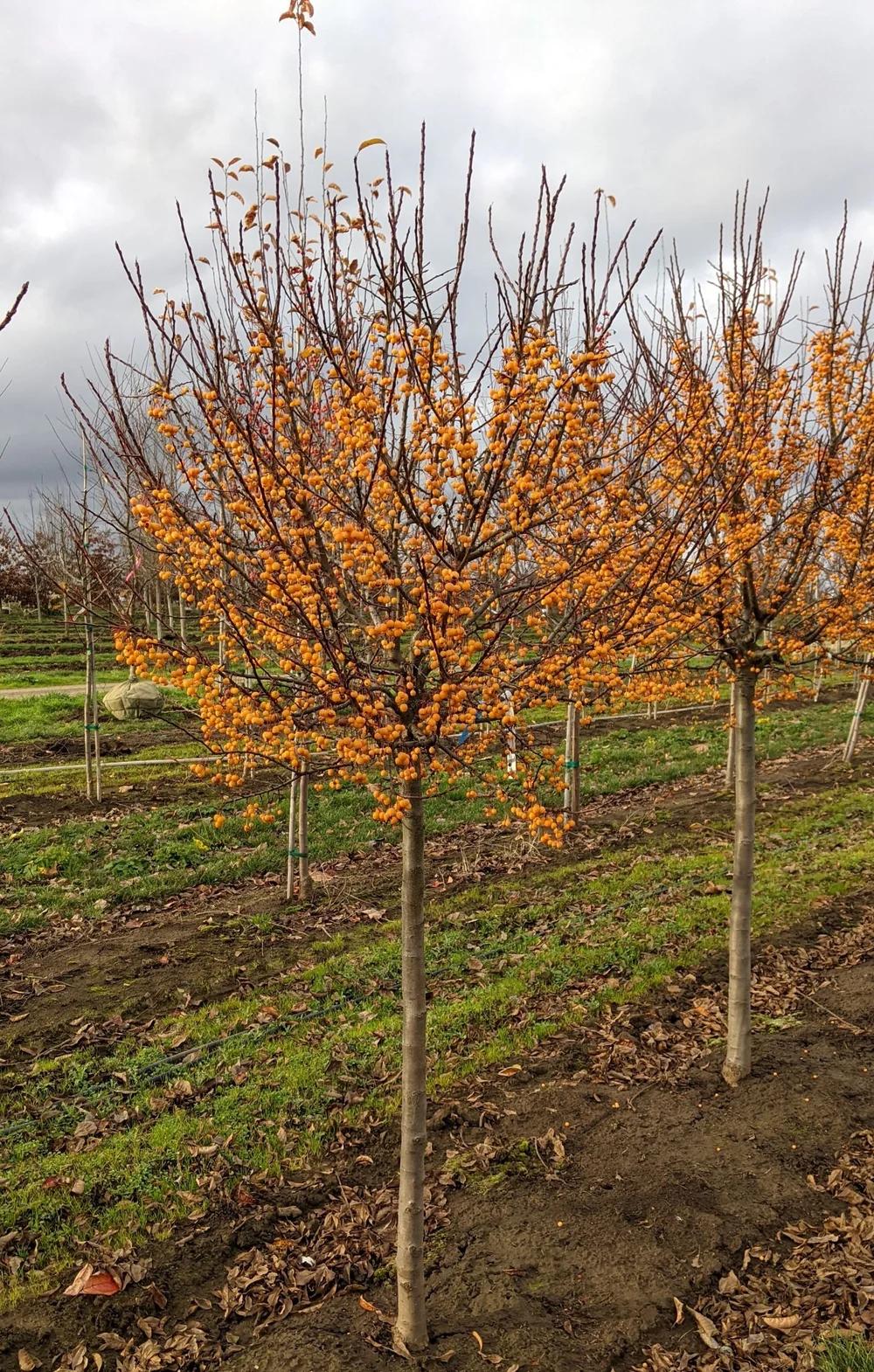 Malus 'sparkling Sprite' - View 9 from www redcrocus com