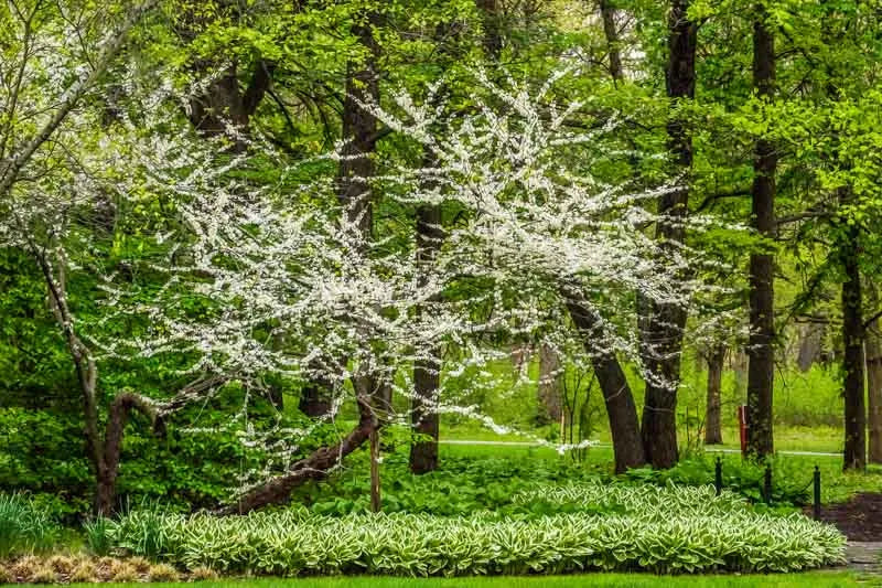 Cercis Canadensis 'alba' Single Stem - View 10 from www redcrocus com
