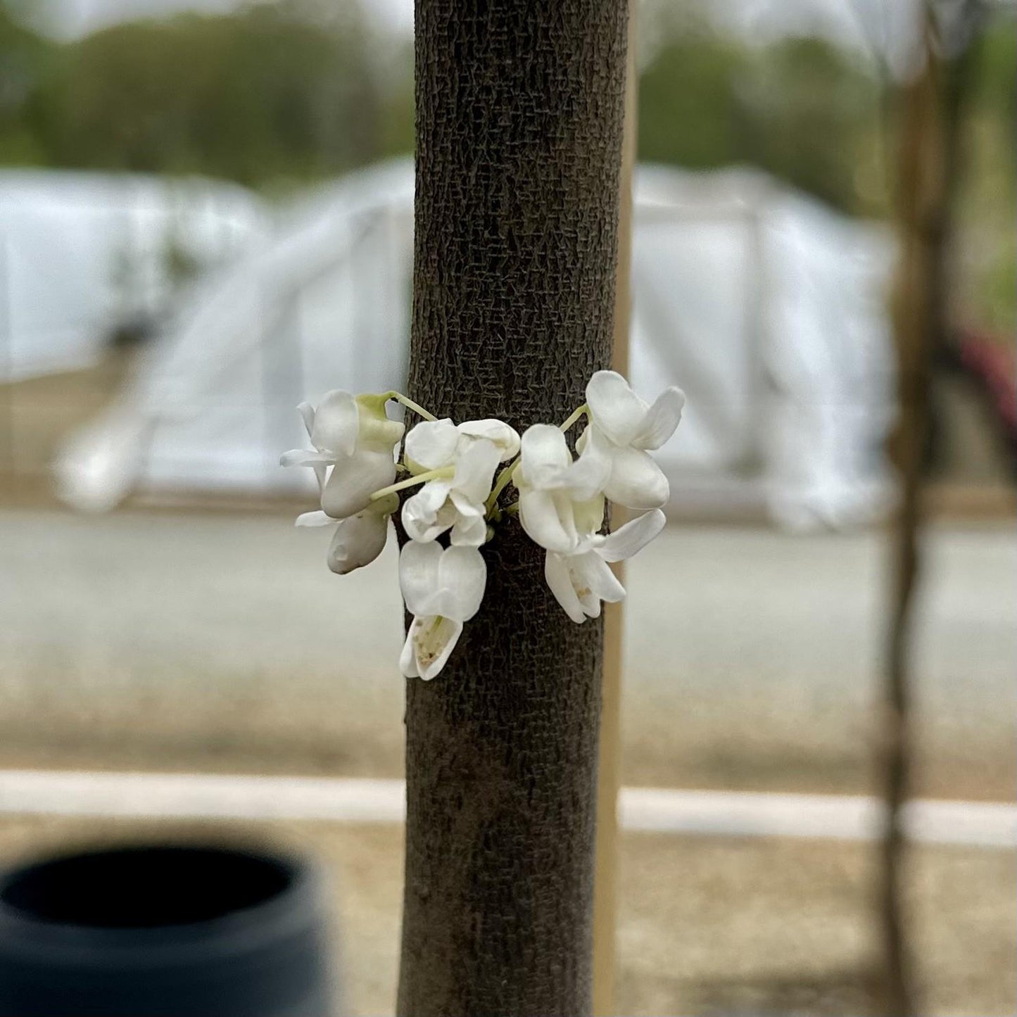 Cercis Canadensis 'alba' Single Stem - View 14 from www redcrocus com