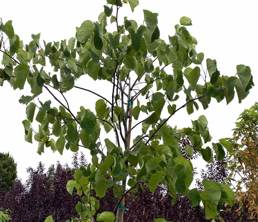 Cercis Canadensis 'alba' Single Stem - View 1 from www redcrocus com
