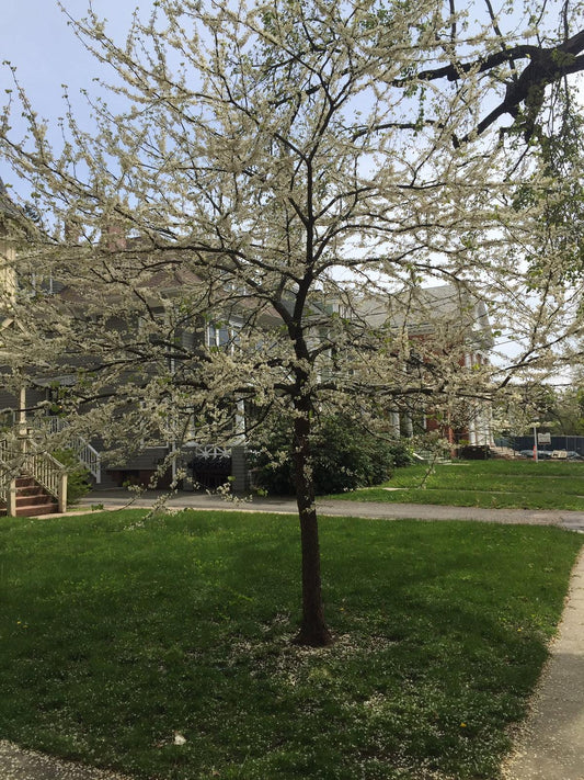 Cercis Canadensis 'alba' Single Stem - View 2 from www redcrocus com