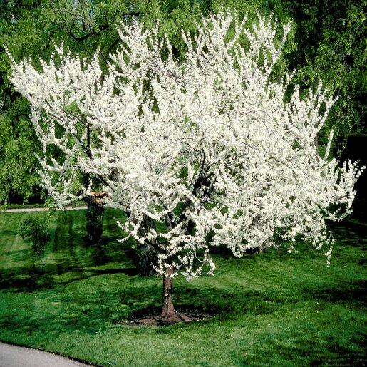 Cercis Canadensis 'alba' Single Stem - View 6 from www redcrocus com