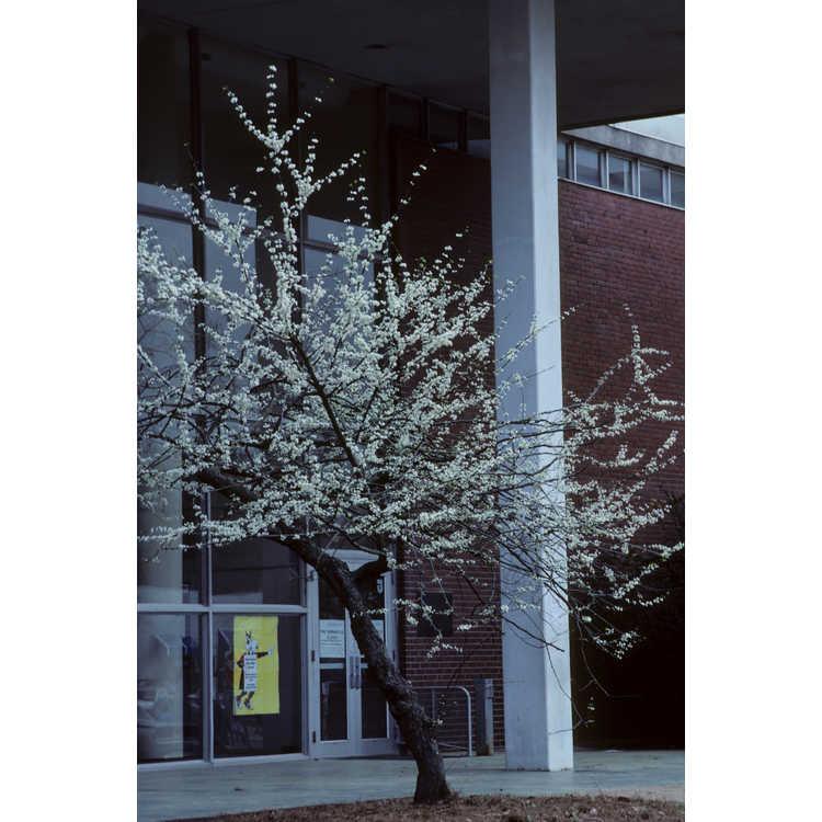 Cercis Canadensis 'alba' Single Stem - View 8 from www redcrocus com