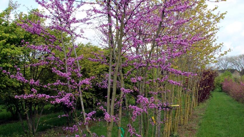 Cercis Canadensis 'alba' Single Stem - View 16 from www redcrocus com