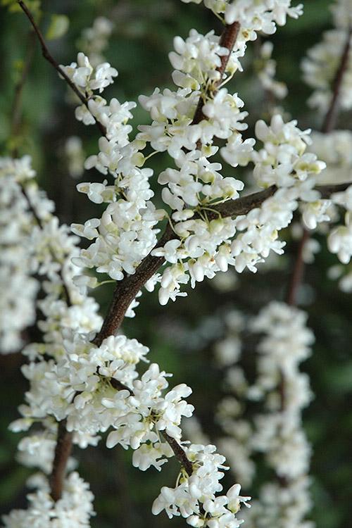 Cercis Canadensis 'alba' Single Stem - View 20 from www redcrocus com