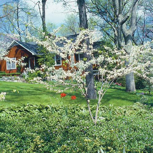 Cercis Canadensis 'alba' Single Stem - View 24 from www redcrocus com