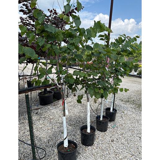 Cercis Canadensis 'alba' Single Stem - View 25 from www redcrocus com