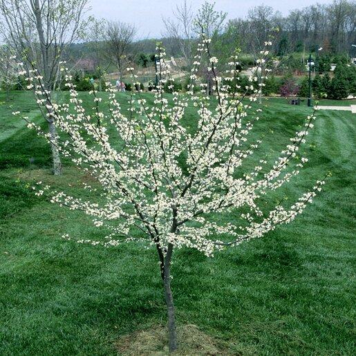 Cercis Canadensis 'alba' Single Stem - View 26 from www redcrocus com
