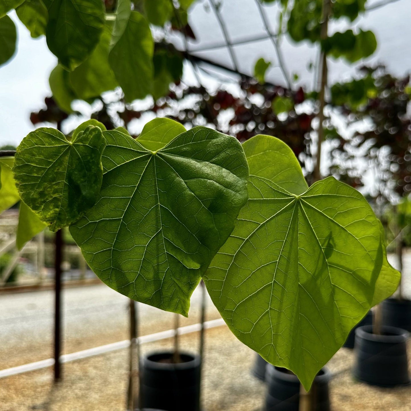 Cercis Canadensis 'alba' Single Stem - View 3 from www redcrocus com
