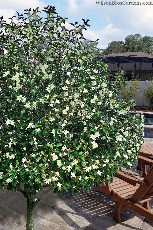 Magnolia Loebneri 'little Gem' Single Stem - View 1 from www redcrocus com