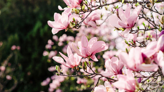 Magnolia Loebneri 'little Gem' Single Stem - View 3 from www redcrocus com