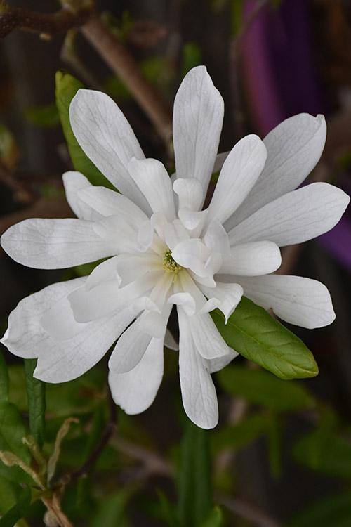 Magnolia Loebneri 'little Gem' Single Stem - View 4 from www redcrocus com