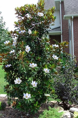 Magnolia Loebneri 'little Gem' Single Stem - View 5 from www redcrocus com
