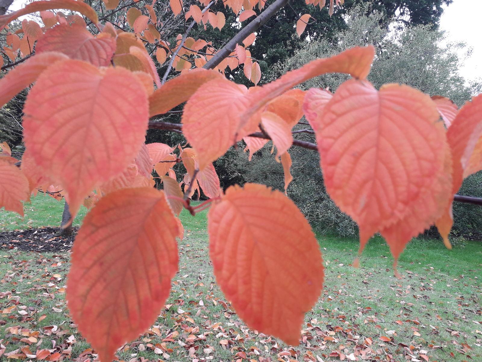 Prunus Sargentii 'columnaris' Single Stem - View 11 from www redcrocus com