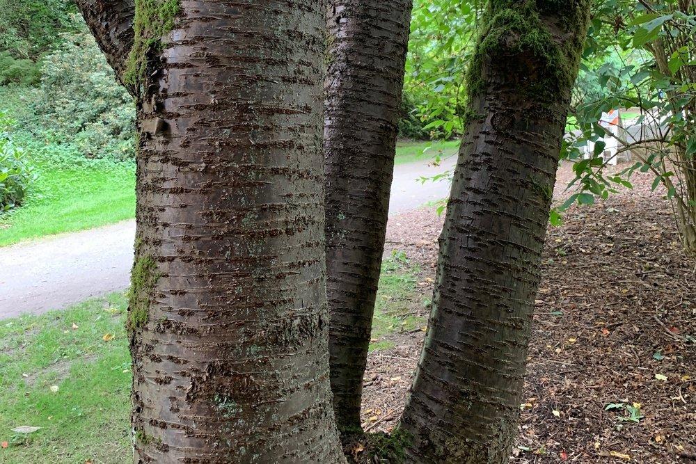 Prunus Sargentii 'columnaris' Single Stem - View 13 from www redcrocus com