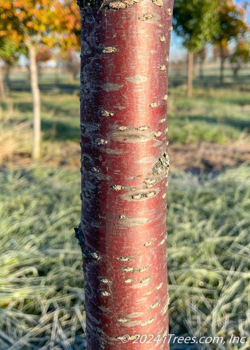Prunus Sargentii 'columnaris' Single Stem - View 16 from www redcrocus com