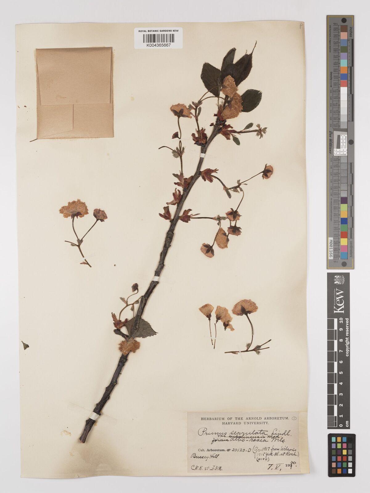 Prunus Sargentii 'columnaris' Single Stem - View 17 from www redcrocus com