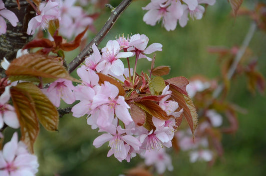 Prunus Sargentii 'columnaris' Single Stem - View 18 from www redcrocus com
