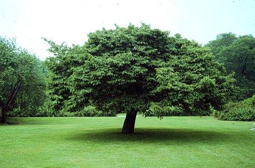 Prunus Sargentii 'columnaris' Single Stem - View 19 from www redcrocus com