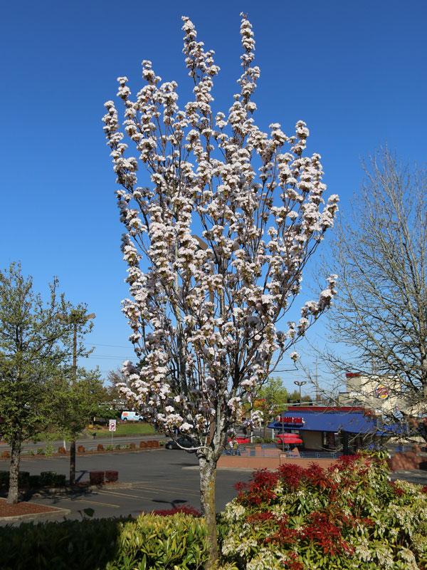 Prunus Sargentii 'columnaris' Single Stem - View 1 from www redcrocus com
