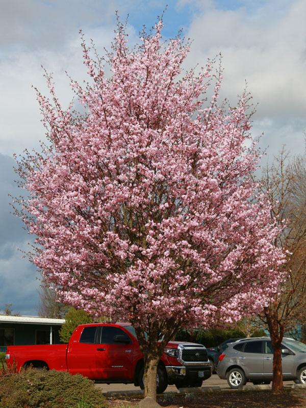Prunus Sargentii 'columnaris' Single Stem - View 20 from www redcrocus com