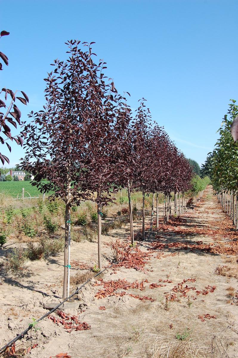 Prunus Sargentii 'columnaris' Single Stem - View 21 from www redcrocus com