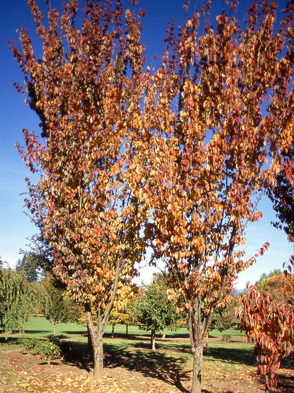 Prunus Sargentii 'columnaris' Single Stem - View 2 from www redcrocus com