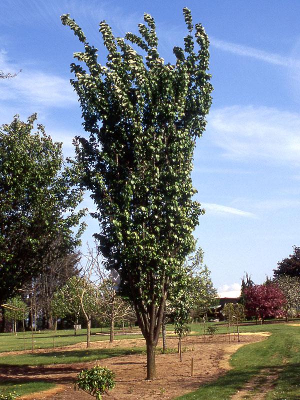Prunus Sargentii 'columnaris' Single Stem - View 3 from www redcrocus com