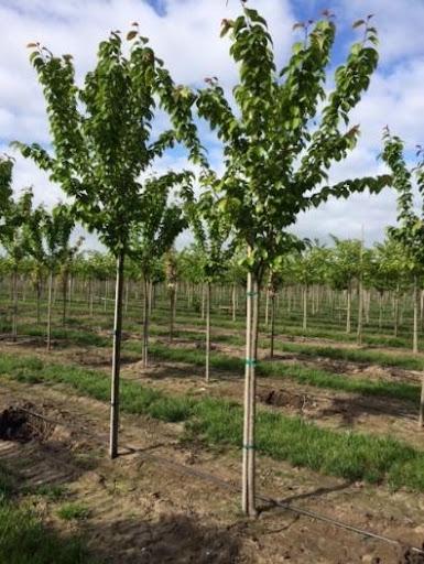 Prunus Sargentii 'columnaris' Single Stem - View 4 from www redcrocus com