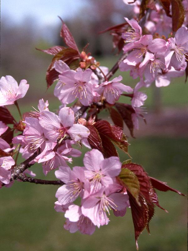Prunus Sargentii 'columnaris' Single Stem - View 5 from www redcrocus com
