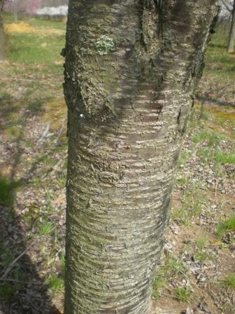 Prunus Sargentii 'columnaris' Single Stem - View 6 from www redcrocus com