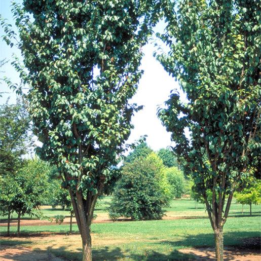 Prunus Sargentii 'columnaris' Single Stem - View 7 from www redcrocus com