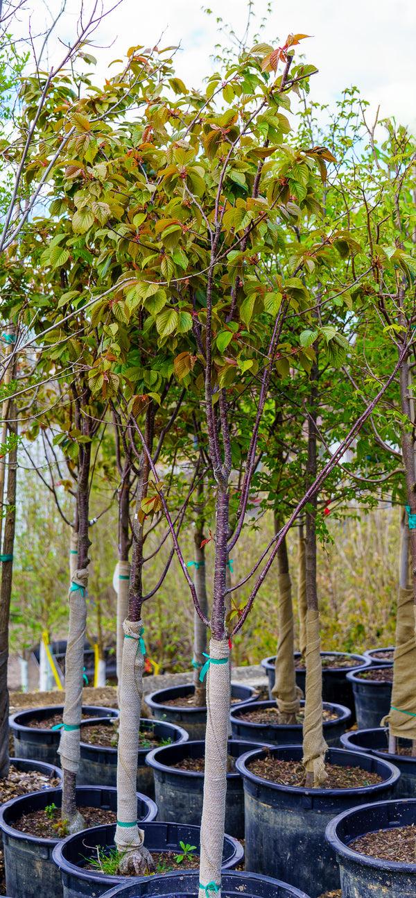 Prunus Sargentii 'columnaris' Single Stem - View 8 from www redcrocus com