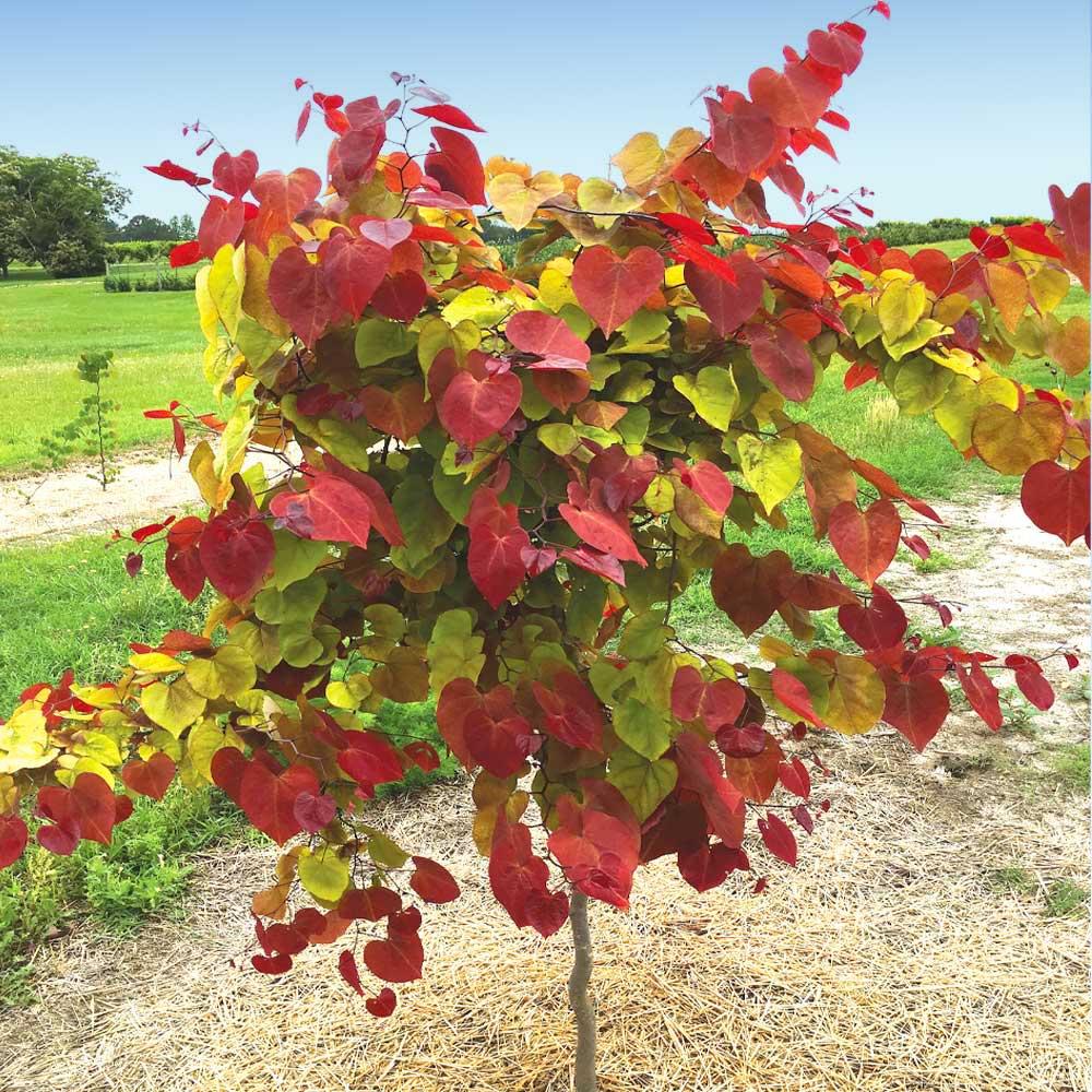 Cercis Canadensis 'flame Thrower' Single Stem - View 10 from www redcrocus com