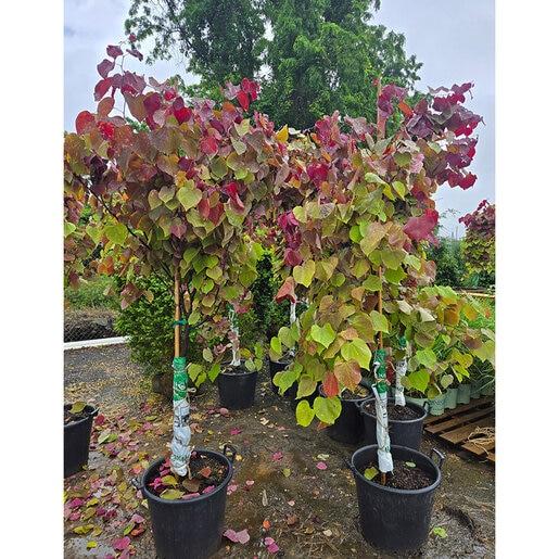 Cercis Canadensis 'flame Thrower' Single Stem - View 11 from www redcrocus com