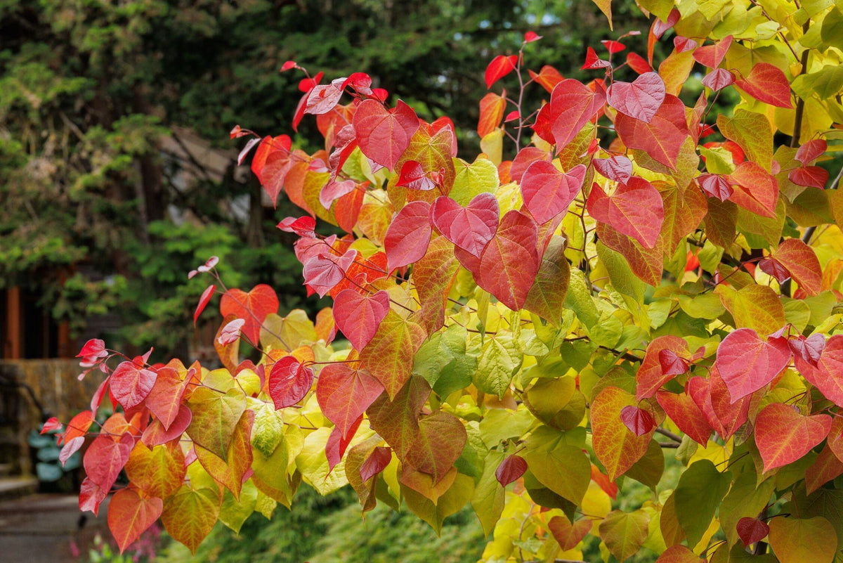 Cercis Canadensis 'flame Thrower' Single Stem - View 15 from www redcrocus com