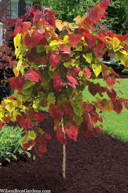 Cercis Canadensis 'flame Thrower' Single Stem - View 1 from www redcrocus com