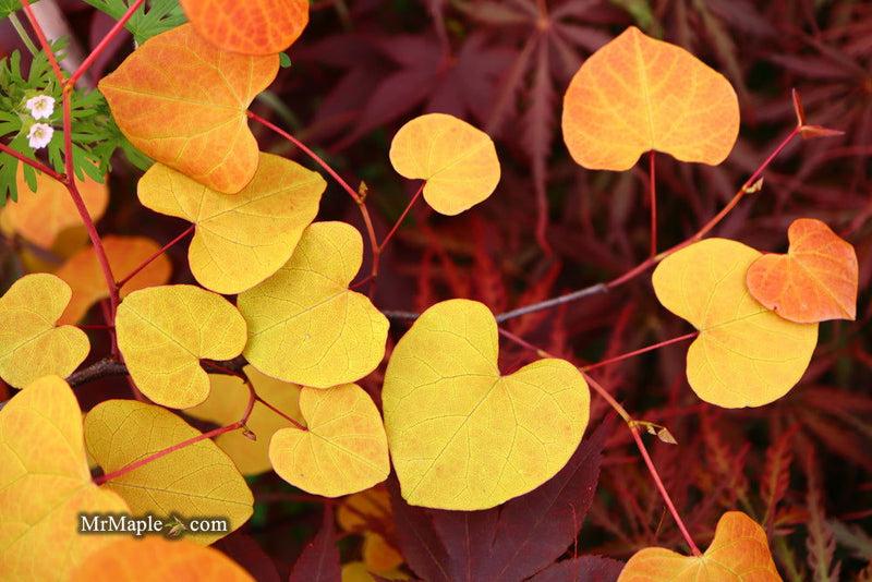 Cercis Canadensis 'flame Thrower' Single Stem - View 23 from www redcrocus com