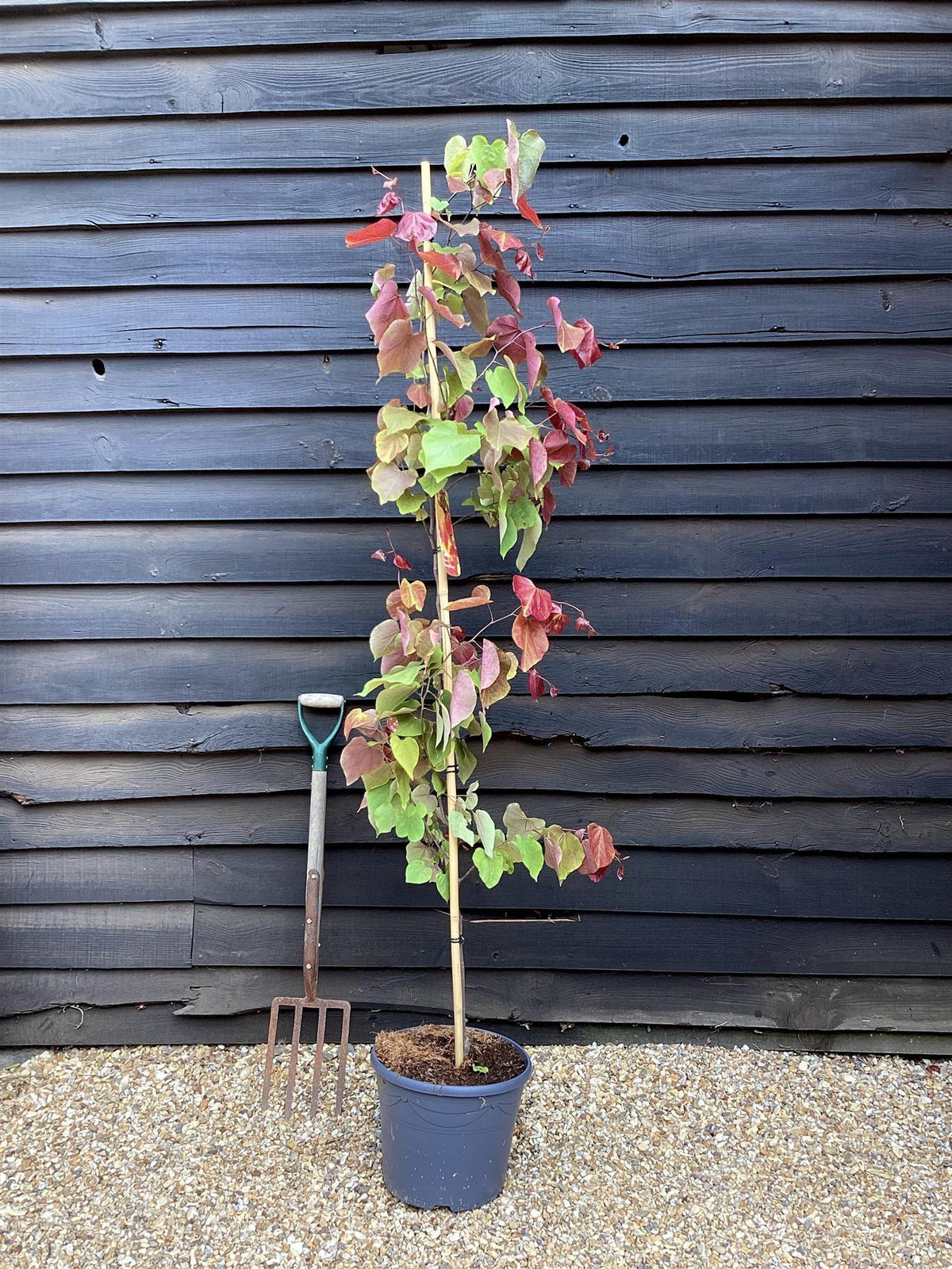 Cercis Canadensis 'flame Thrower' Single Stem - View 24 from www redcrocus com