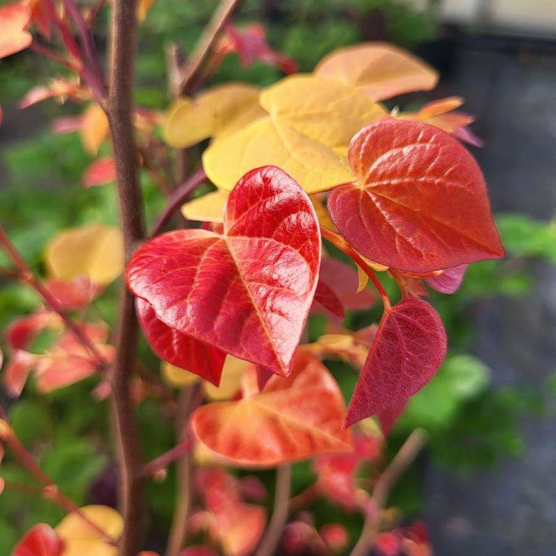 Cercis Canadensis 'flame Thrower' Single Stem - View 35 from www redcrocus com