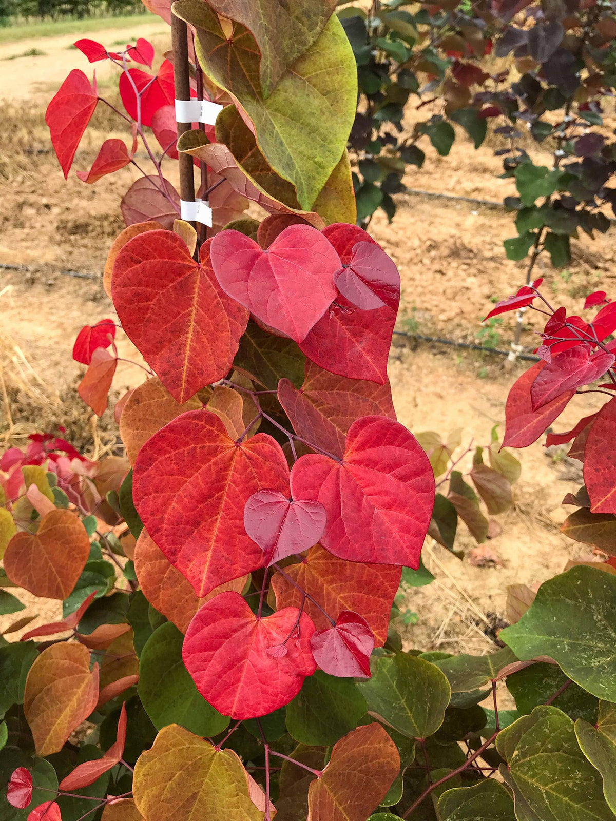 Cercis Canadensis 'flame Thrower' Single Stem - View 36 from www redcrocus com